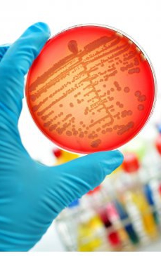 Acinetobacter: tot ce trebuie să știi despre bacteria ucigașă de la Institutul „Marius Nasta”