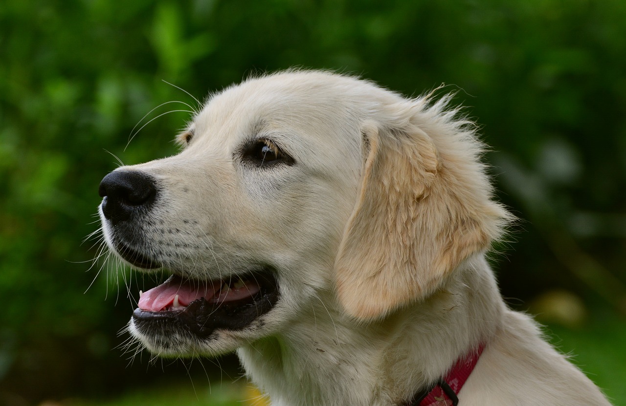 nume-de-catei-golden-retriever