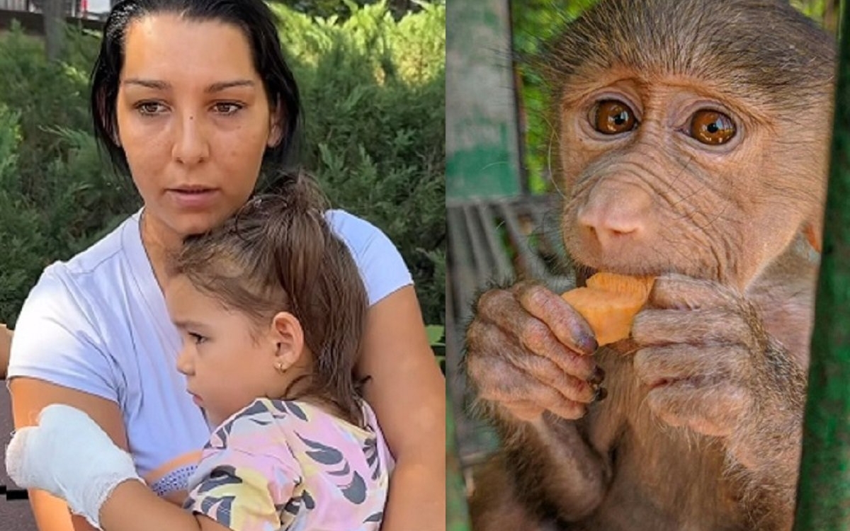 O fetiță de 3 ani a fost mușcată de o maimuță la grădina zoologică din Suceava. Părinții susțin că nu exista gard de protecție